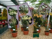 [Botanical 1.JPG]